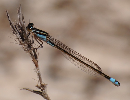 Female, andromorph (male-like)
2010_03_19_Charlton